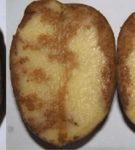 Голландский Пикассо, или русская Лимонка: урожайный сорт картофеля