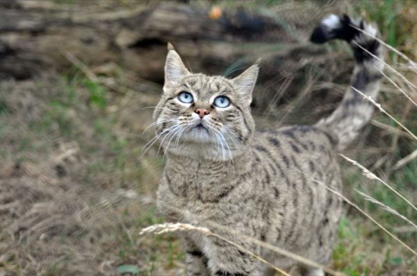 Дикий лесной кот: древний хищник в доме
