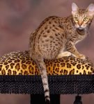 Бенгальская кошка: экзотический питомец