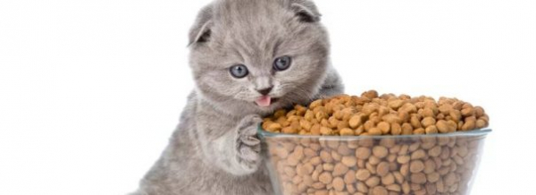 В чем разница между кормом для котят и кормом для взрослых кошек