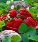 Машенька из клубники садовая: советы по уходу и выращиванию