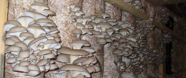Варка грибов перед жаркой: сколько нужно?