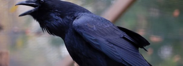 Говорящий ворон Вася хочет съесть: видео с удивительным питомцем