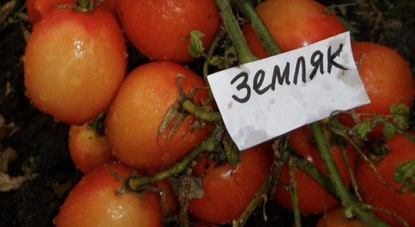 Обзор низкорослых сортов томатов, не требующих прищипки