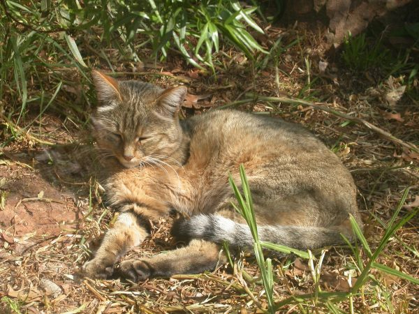 Степной кот - ласковый питомец или дикий хищник