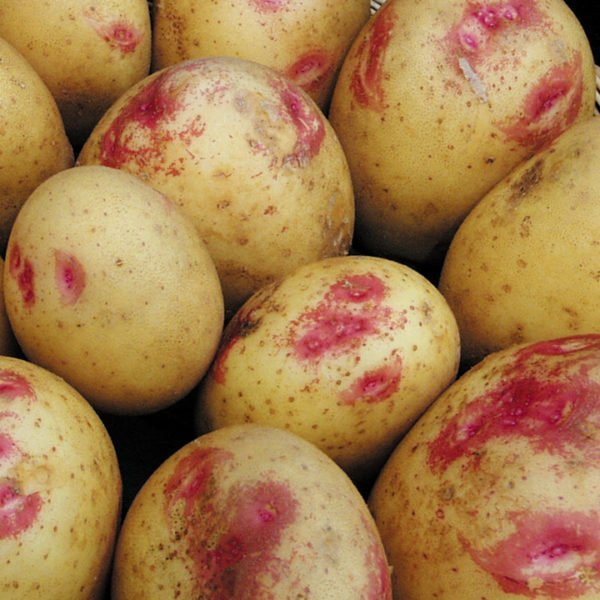 Голландский Пикассо, или русская Лимонка: урожайный сорт картофеля