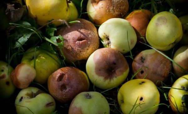 В компостную яму кладут яблоки - свежие, гнилые, недозрелые