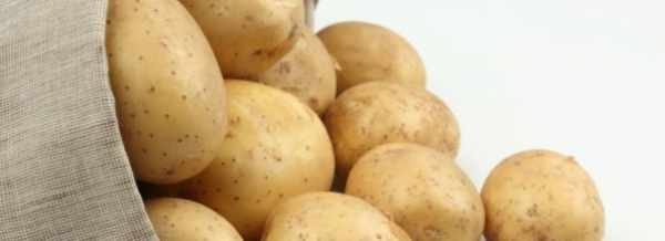 Удача не уйдет без урожая - описание популярного отечественного сорта картофеля