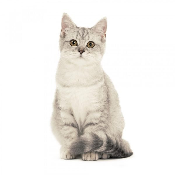 Скоттиш-страйт: семейные кошки с отличным темпераментом