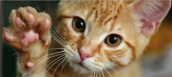 Сколько пальцев у кошки и что такое полидактилия
