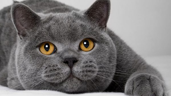 Хвостатая доброта: самые ласковые породы кошек