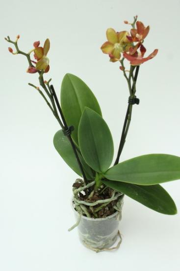 можно ли пересадить орхидею во время цветения - показания и правила пересадки