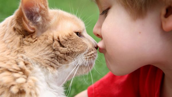Почему нельзя целовать кошек: причины запрета