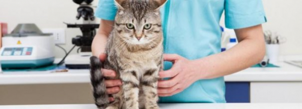 Срочно нужен врач: у кошки в моче кровь