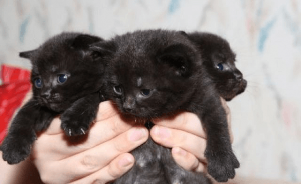 Британские черные кошки