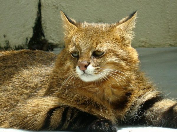 Пампасная кошка: описание, среда обитания, разведение в неволе
