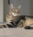 Чаузи - одна из самых дорогих кошек в мире