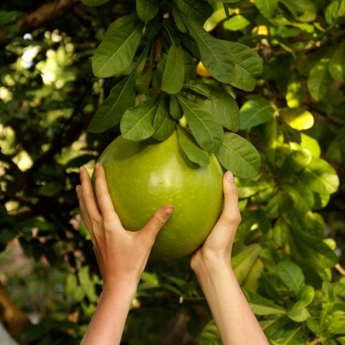 Помело (плод): полезные свойства и вред, как есть, где растет, как выбирать и чистить, противопоказания