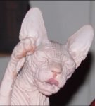 Породы голых кошек, или зачем животному шерсть