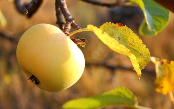 Как хранить яблоки на зиму: правильная подготовка в домашних условиях
