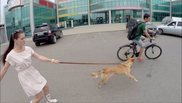 Почему собаки преследуют велосипедистов и автомобили