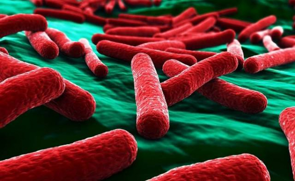 Продукты и бактерии для биологических резервуаров и септиков: выбираем лучшее для эффективной очистки и биоактивации