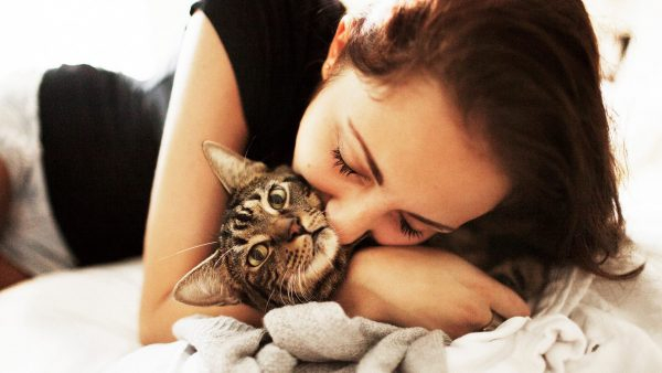 Почему нельзя целовать кошек: причины запрета