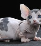 Симпатичные крохи: самые маленькие породы кошек