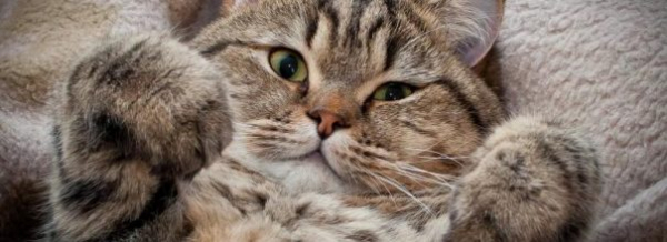 Причины частого чихания у кошек