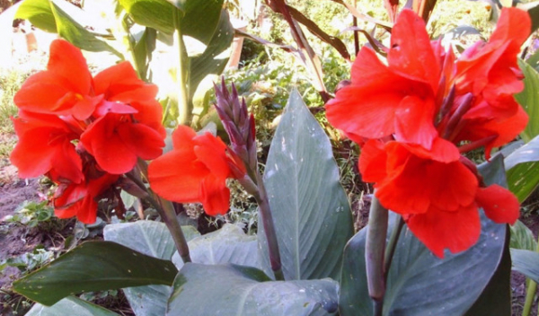Канны - цветы - сохранение зимой тремя способами в домашних условиях