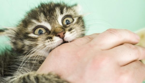 Царапины и укусы кошек: опасные последствия