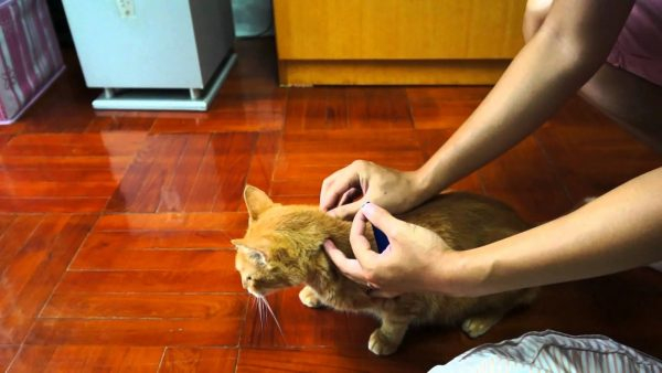 Блошиный дерматит у кошек: важное последствие мелких паразитов