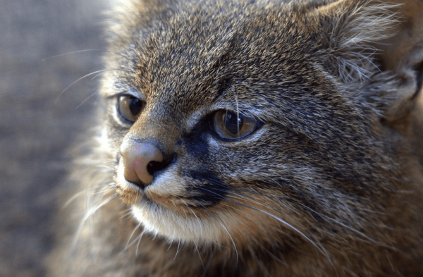 Пампасная кошка: описание, среда обитания, разведение в неволе