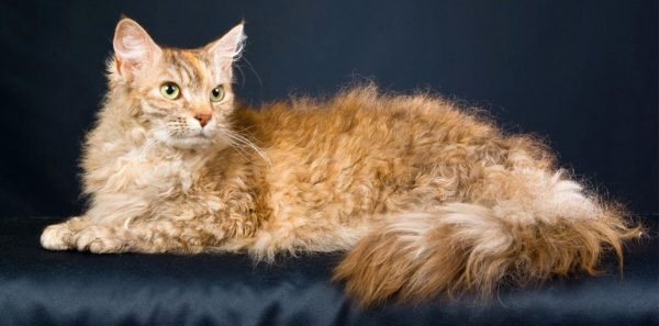 Эксклюзивные домашние животные: редкие породы кошек с уникальными особенностями