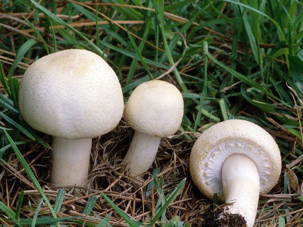 сырыми грибами можно отравиться: развеем мифы