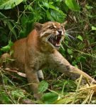 Калимантанский кот, или загадка острова Борнео