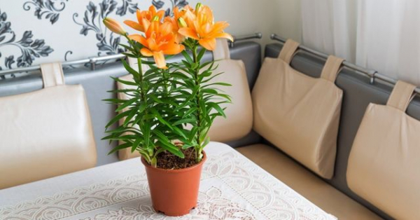 Как хранить лилии зимой в домашних условиях?