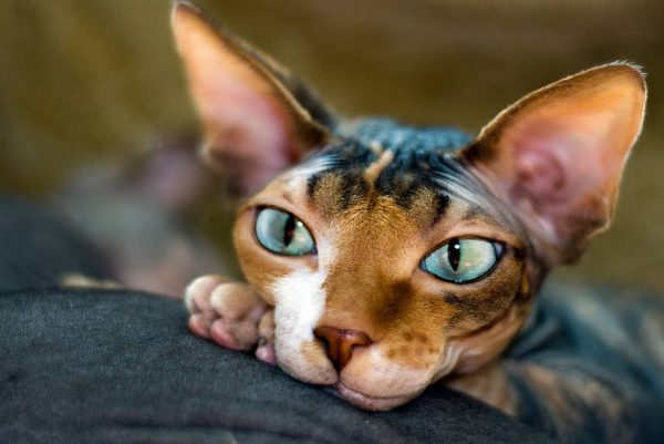 Хвостатая доброта: самые ласковые породы кошек