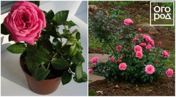 Как хранить черенки роз до весны: несколько способов