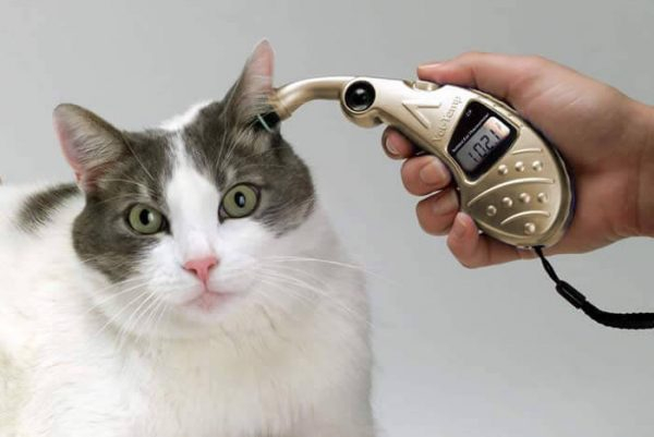 Температура тела у кошек: характеристика и методика измерения