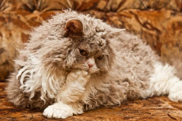 Селкирк Рекс - кот в овечьей шкуре