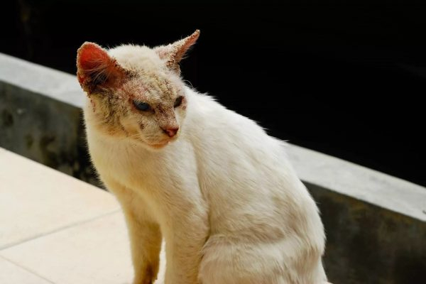 Мазь аверсектина для кошек: чемпион здоровья кожи