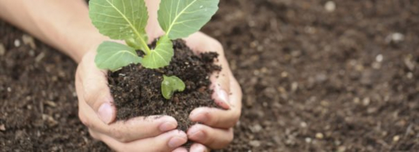 Как вырастить хорошую рассаду белокочанной капусты в домашних условиях: методы и приемы