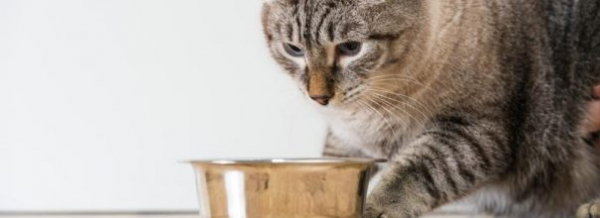 Что нужно знать о миске для кошек