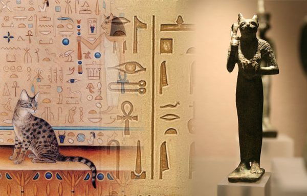 Египетские мау: от уличной кошки до элитной породы