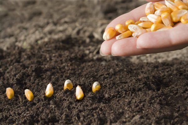 Как вырастить крупный урожай кукурузы на своем участке