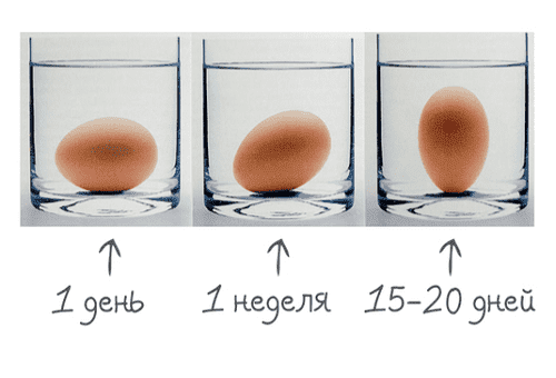 можно ли хранить вымытые яйца в холодильнике: научно объяснено