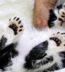 Сколько пальцев у кошки и что такое полидактилия
