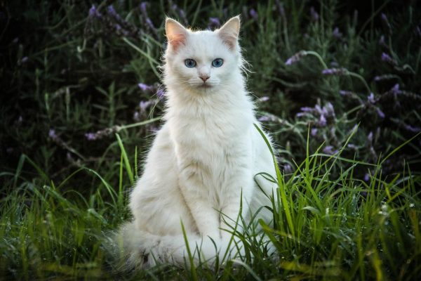 К чему снятся белые кошки