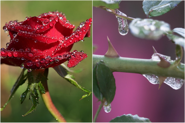 Как хранить черенки роз до весны: несколько способов